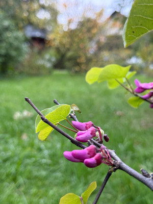 IMG_4095.jpeg