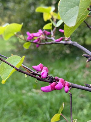IMG_4094.jpeg