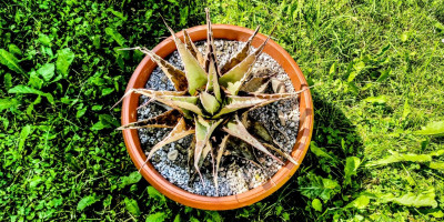 agave neomexicana.jpg