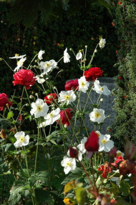 DSC_0381c.jpg