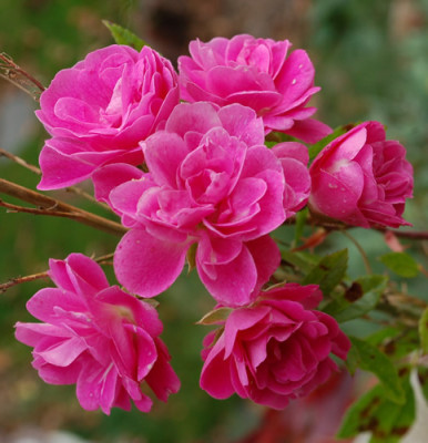 Gartendirektor_Otto_Linne_0011__T1_40777.jpg