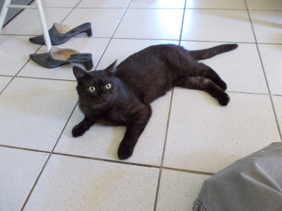 Kater auf den Fliesen DSCN1109.JPG