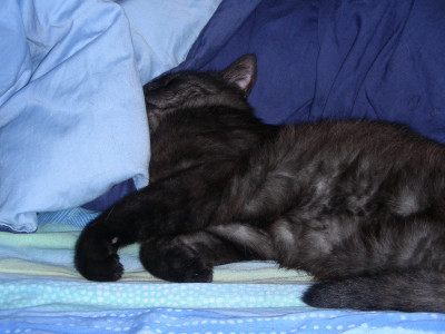 Kater Schläft DSCN6405.JPG