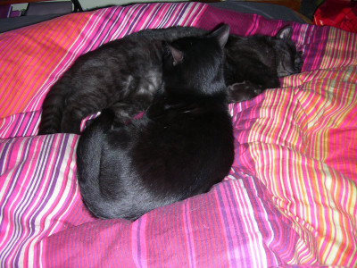 Kater und Murphy rotes Bettzeug DSCN7792.JPG