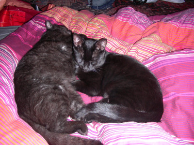 Kater und Murphy rotes Bettzeug DSCN7793.JPG