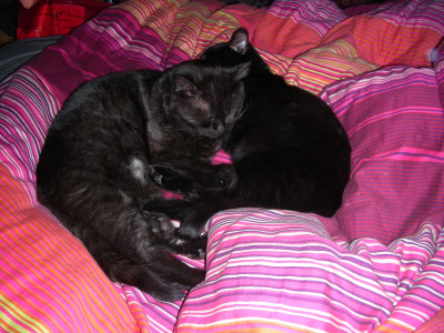 Kater und Murphy rotes Bettzeug DSCN7794.JPG