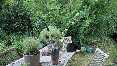 Blumen in Vase mit Kater im Juli P7150263.JPG