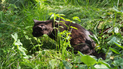 Kater lauert im Gras P7170284.JPG