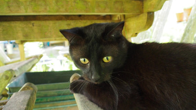 Murphy P5081698.JPG
