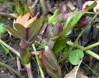 Helleborus_2_20.11.08.jpg