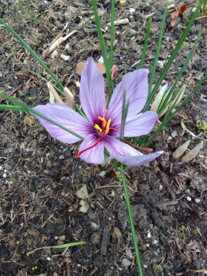 Crocus sativus