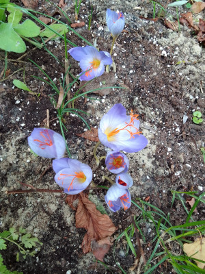 Crocus speciosus