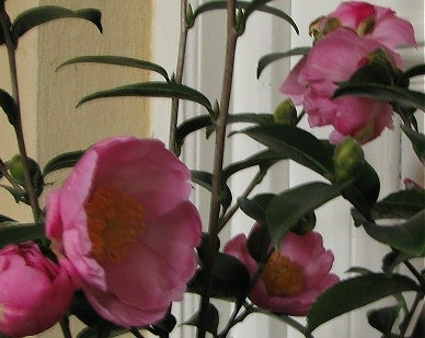 2008_11_27_2304_2_plantation_pink.jpg