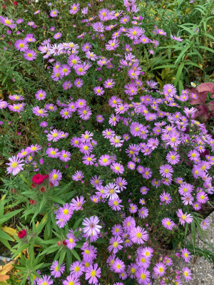 IMG_1840.jpeg
