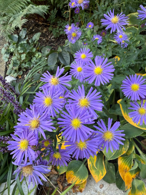 IMG_7945.jpeg