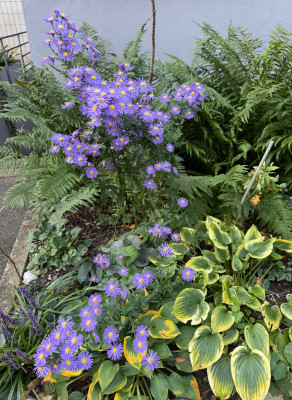 IMG_7943.jpeg