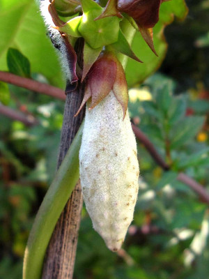 Matelea-Frucht--12.10.25a.jpg