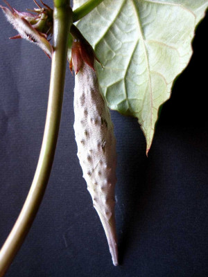 Matelea-Frucht-12.10.2025.jpg