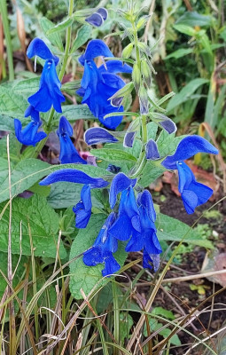 Salvia patens