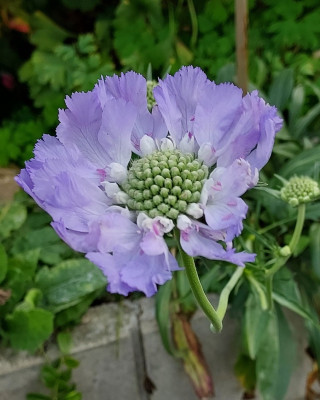 Scabiosa