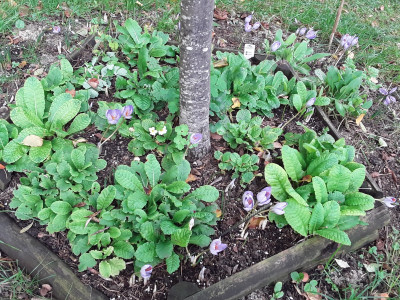 Crocus speciosus und Primeln