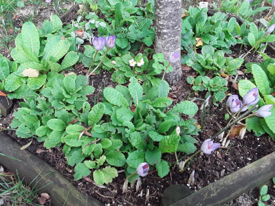 Primeln und Herbstkrokusse