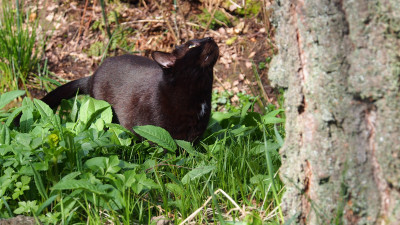 Murphy P4080196.JPG