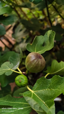 Kadota Ripening - 1