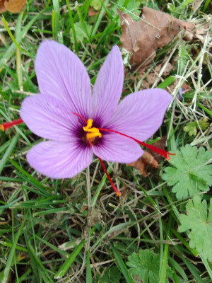 Crocus sativus