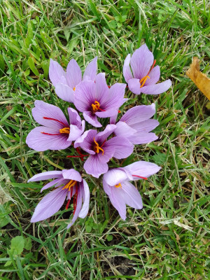 Safran-Krokusse