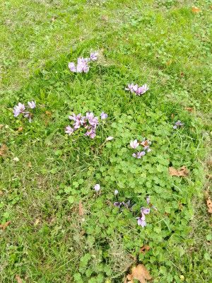 Wiese mit Herbstkrokussen