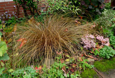 Carex-buchananii-Okt1325_008_1.JPG