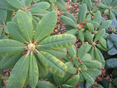 Rododendron_20081128.jpg