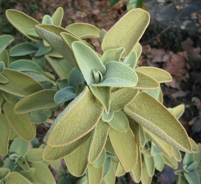 Phlomis_chrysophylla_20081128.jpg