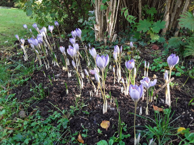 Crocus speciosus