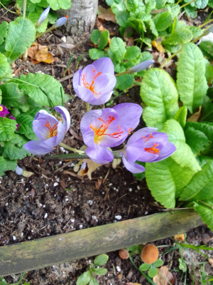 Crocus speciosus