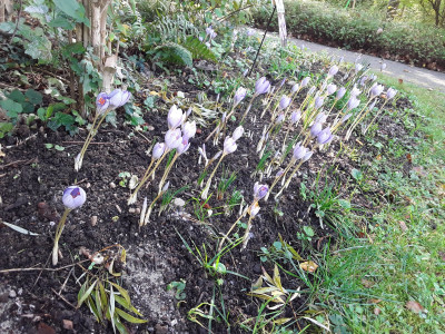Heute Crocus-Wetter