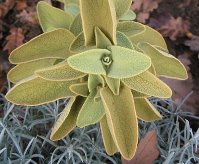 Phlomis_chrysophylla_20081128_02.jpg