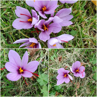 Crocus sativus auf der Wiese