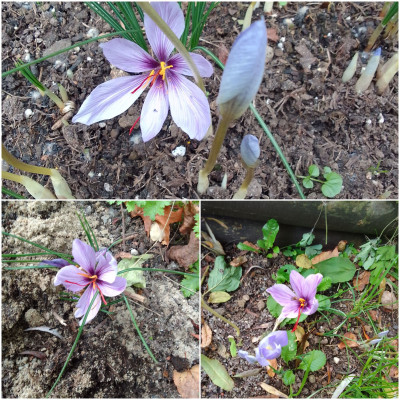 Crocus sativus im Blumenbeet