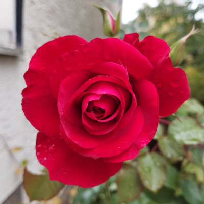 251015_RedRose.jpg