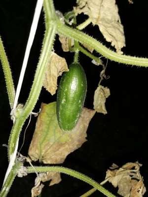 Gurke LB Frucht 20251016.jpeg
