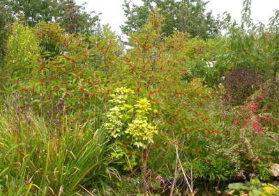 Ilex_Choysia_Fuchsia_September_2007.jpg