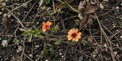 Potentilla x tonguei im Oktober.jpg