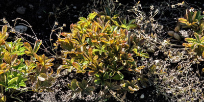 Potentilla x tonguei Herbstverfärbung.jpg