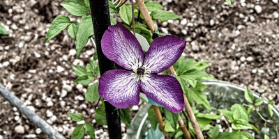 Clematis viticella Venosa Violacea.jpg