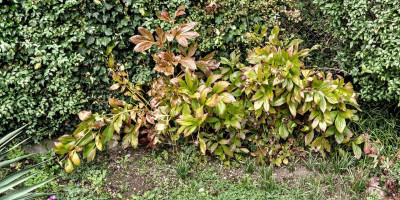 PAEONIA LACTIFLORA FESTIVA MAXIMA 1.jpg