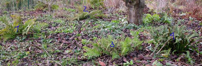 Vier_Farne_unterm_Kirschbaum_30.11.08.jpg