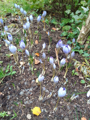 Crocus speciosus