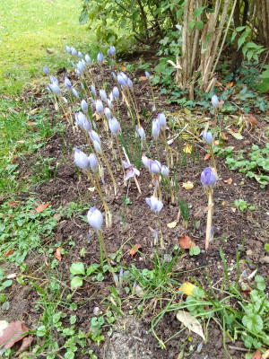 Crocus speciosus